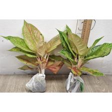 Аглаонема Пракайпет. / Aglaonema Prakaipet A-64