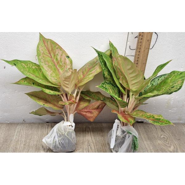 Аглаонема Пракайпет. / Aglaonema Prakaipet A-64