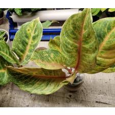 Aglaonema NEW -4 Sripayom