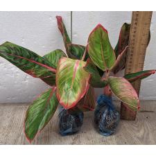 Аглаонема Помада (Красная) / Aglaonema Lipstick (Red) A-113