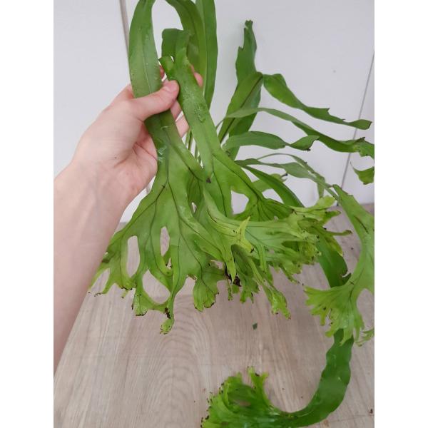 Microsorum punctatum 'Kinnaree' (Superclone) 171