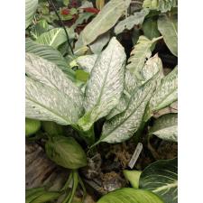 Dieffenbachia Udomsub (white form) ноябрь уценка 1200p