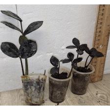 Замиокулкас замифолия Сп. (Черный лист) / Zamioculcas zamiifolia SP (black leaf) (S)