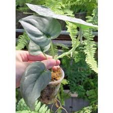 Сциндапсус Платинум / Scindapsus Platinum