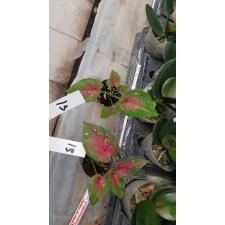 Caladium m13