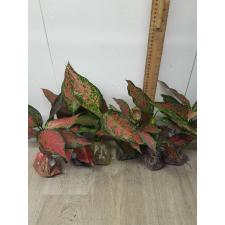 Aglaonema Anya narrow leaves A-66