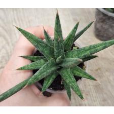 Сансеверия сп. францисии / sansevieria sp francisii