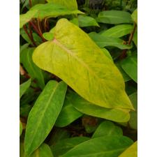 Philodendron Painted lady стакан 450р