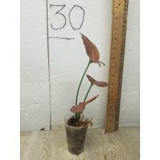 Syngonium Orm Nak (thick leaf) (pink form)