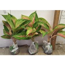 Аглаонема ЛукБей Розовая. / Aglaonema LukBay Pink A-22