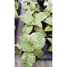 Sansevieria 'Star Green Granite' (P9) pot