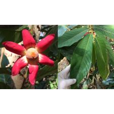 Увария крупноцветковая (Руфа) / Uvaria grandiflora (rufa) 184