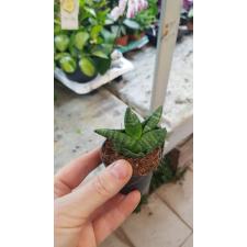 Sansevieria Bocellensis 6 Cm