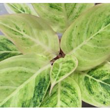 Аглаонема аврора белая / Aglaonema Aurora white A-9
