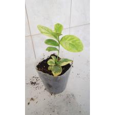 Ixora sp.(T09) variegated s pot уценка 1800р