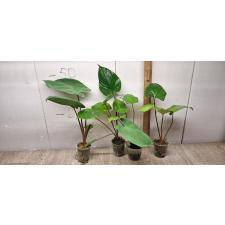 Homalomena sp pot 400p