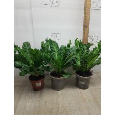 Asplenium Cobra pot 