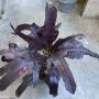 Codiaeum Tri Permpoon