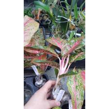 Aglaonema Indonesia hybrid 47