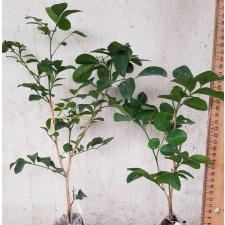 Murraya paniculata 'Snowball' (oval leaf) 327