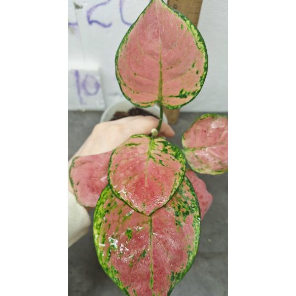 Аглаонема супер розовая. / Aglaonema Super Pink A-41