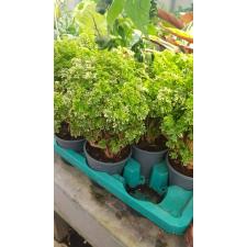 Polyscias Hawaiiana Ming Gold Bonsai14 cm pot 22,09