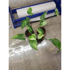 Syngonium (T25) Dwarf  variegated