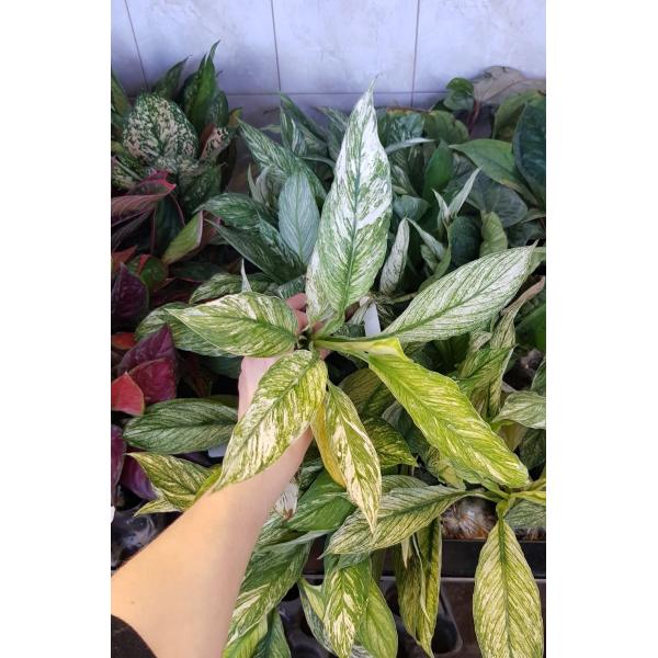 Спатифиллум каннифолиум (Белая варегатность) / Spathiphyllum cannifolium (white variegated)