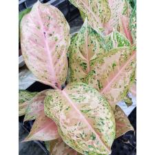 Aglaonema Chocolate /orange all star A-133