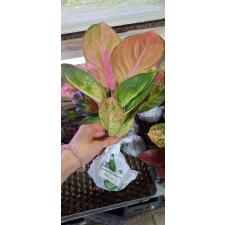 Aglaonema NEW24 Mworld