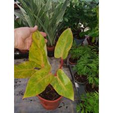 Philodendron 'painted Lady' 12 cm pot 01,02,22