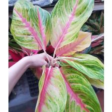 Aglaonema T6 (XL) Ruay Lab