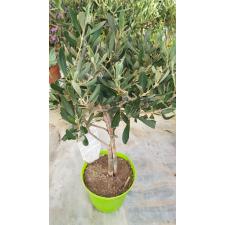 Olea Europaea stem 12 cm pot