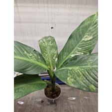 dieffenbachia sp Yellow variegated pot 3500p