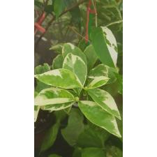 Brunfelsia australis albomarginata 239