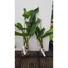 Philodendron sp.(T27) 516/1 okt.