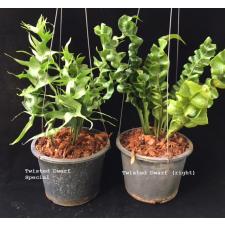 Microsorum punctatum cv. Twisted Dwarf Special 313