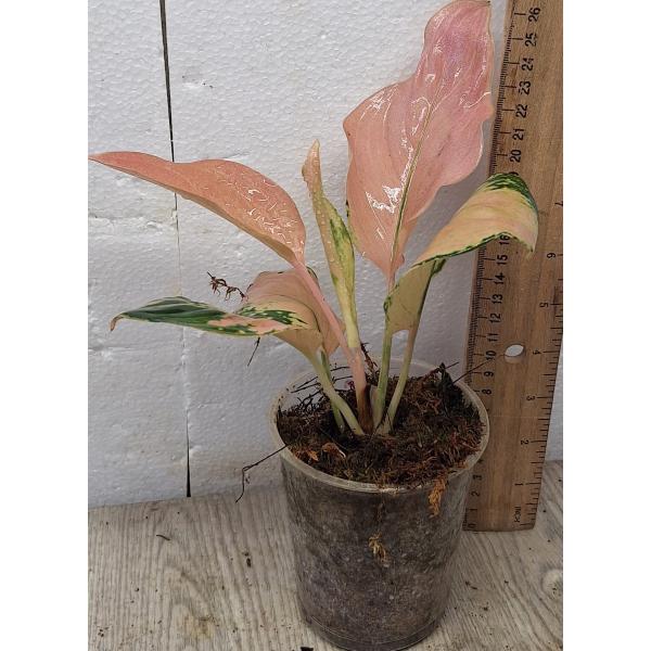 Аглаонема Амазон / Aglaonema Amazon