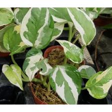 Scindapsus pictus 'N'Joy' 7 cm pot