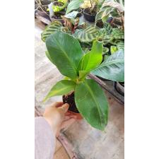 Musa 'tropicana' 12 cm pot Банан 