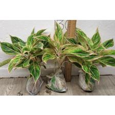 Аглаонема Аврора Розовая / Aglaonema Aurora -  Pink A-8