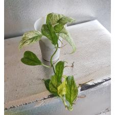 Rhaphidophora korthalsii variegated Д