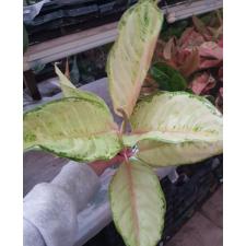 Aglaonema P-12 Frozen