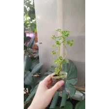 polyscias guilfoylei 'quinquefolia' variegata pot 700p