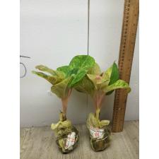 Aglaonema anklet green / Gamlai Yok A-88