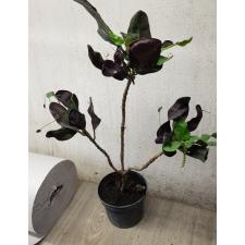 Codiaeum sp black pot горшок черный 1100р