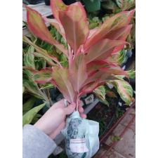 Aglaonema T17 Aurora Orange