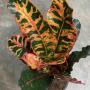 Codiaeum Phak Dee
