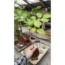Polyscias paniculata variegata 627