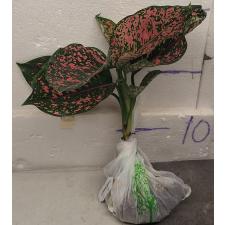 Аглаонема Руб голд галакси / Aglaonema rub gold galaxy A-91